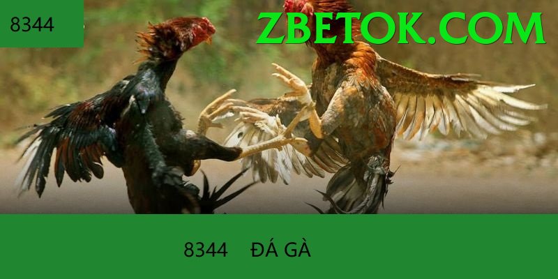 Đá Gà Trực Tiếp - Trải nghiệm tuyệt vời - Raid